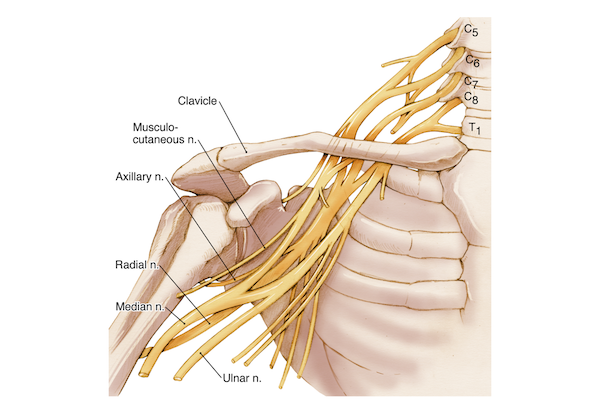 Shoulder Anatomy Nerves